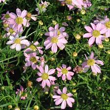 Image result for Coreopsis
