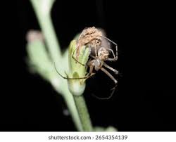 Attēlu rezultāti vaicājumam “Metellina segmentata”