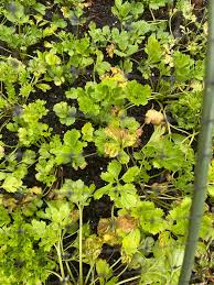 Attēlu rezultāti vaicājumam “Ranunculus elatior leaf”