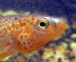 Image result for Carpiodes velifer