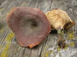 Attēlu rezultāti vaicājumam “Polyporus tubaeformis”