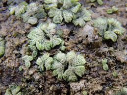 Attēlu rezultāti vaicājumam “Riccia cavernosa”