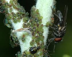 Attēlu rezultāti vaicājumam “Chaitophorus populeti”