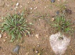 Attēlu rezultāti vaicājumam “Cyperus fuscus”