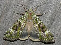 Attēlu rezultāti vaicājumam “Anaplectoides prasina”