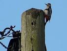 I was first aware of the bird by hearing its rapping. - via Daymix