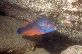 Image result for Labrus mixtus