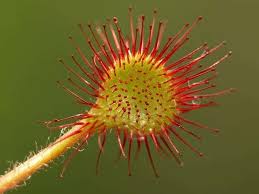 Attēlu rezultāti vaicājumam “Drosera rotundifolia fruit”