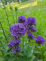 Attēlu rezultāti vaicājumam “Campanula glomerata leaf”