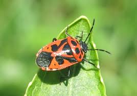 Attēlu rezultāti vaicājumam “Eurydema dominulus”