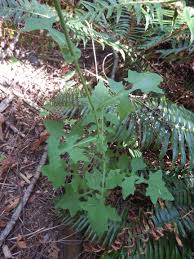 Attēlu rezultāti vaicājumam “Mycelis muralis”