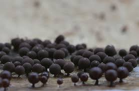 Attēlu rezultāti vaicājumam “Enerthenema papillatum macro”