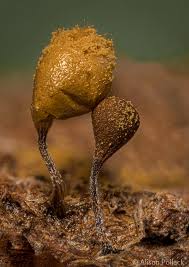 Attēlu rezultāti vaicājumam “Comatricha fragilis macro”