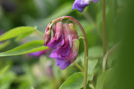 Attēlu rezultāti vaicājumam “Lathyrus”