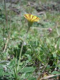 Attēlu rezultāti vaicājumam “Pilosella officinarum leaf”