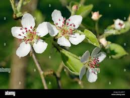 Attēlu rezultāti vaicājumam “Malus domestica flower”