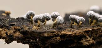 Attēlu rezultāti vaicājumam “Physarum cf. diderma”