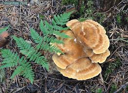 Attēlu rezultāti vaicājumam “Bondarzewia mesenterica”