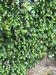 Attēlu rezultāti vaicājumam “Frullania dilatata”