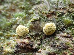 Attēlu rezultāti vaicājumam “Hypocrea gelatinosa”