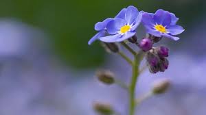 Image result for Vergissmeinnicht