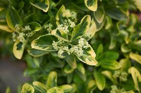 Attēlu rezultāti vaicājumam “Euonymus flower”