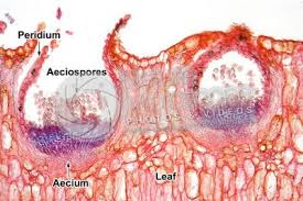 Attēlu rezultāti vaicājumam “Puccinia poarum”