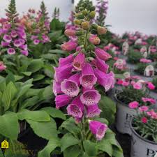 Image result for Digitalis purpurea