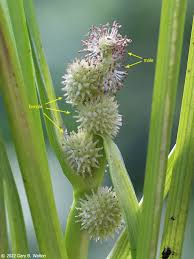 Attēlu rezultāti vaicājumam “Sparganium minimum fruit”