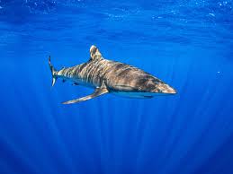 Image result for Carcharhinus falciformis
