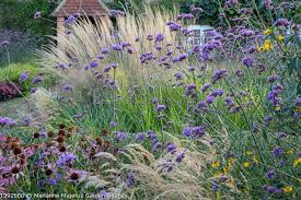 Attēlu rezultāti vaicājumam “Calamagrostis purpurea”