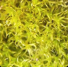 Attēlu rezultāti vaicājumam “Pottiales”