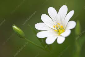 Attēlu rezultāti vaicājumam “Stellaria holostea flower”