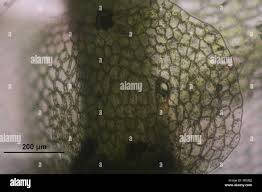 Attēlu rezultāti vaicājumam “Calypogeia integristipula”