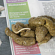 Image result for cestoda excrement dog