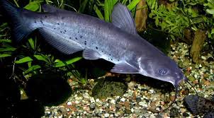 Image result for Ictalurus punctatus