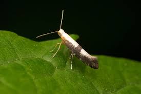 Attēlu rezultāti vaicājumam “Argyresthia spinosella”