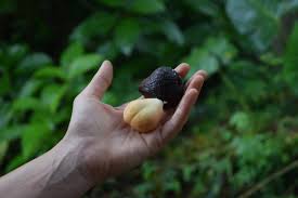 Attēlu rezultāti vaicājumam “Saxifraga cymbalaria fruit”