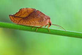 Attēlu rezultāti vaicājumam “Drepanepteryx phalaenoides”
