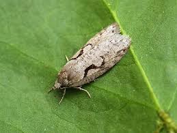 Attēlu rezultāti vaicājumam “Semioscopis steinkellneriana”