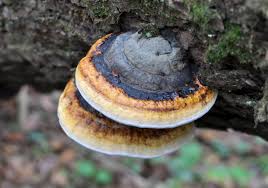 Attēlu rezultāti vaicājumam “Fomitopsis pinicola”