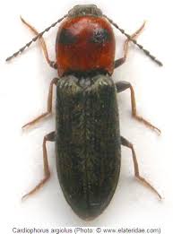 Attēlu rezultāti vaicājumam “Cardiophorus ruficollis”