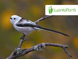 Attēlu rezultāti vaicājumam “Aegithalos caudatus”