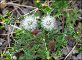Attēlu rezultāti vaicājumam “Senecio vulgaris flower”