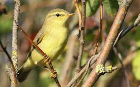 Attēlu rezultāti vaicājumam “Phylloscopus trochilus”