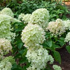 Attēlu rezultāti vaicājumam “Hydrangea arborescens”