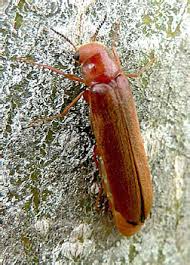 Attēlu rezultāti vaicājumam “Hylecoetus dermestoides”