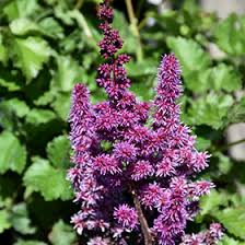 Attēlu rezultāti vaicājumam “Astilbe chinensis leaf”