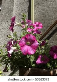 Image result for Petunie