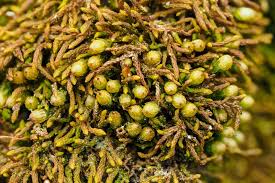 Attēlu rezultāti vaicājumam “Orthotrichum pumilum”